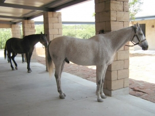  Ready to saddle 